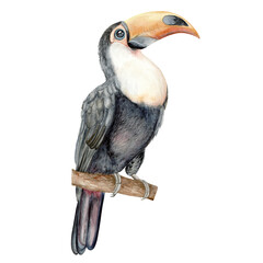 Toucan bird. Watercolor illustration. Hand drawn in pastel colors chocolate tree fruits and flowers for packaging, textiles and botanical designs.