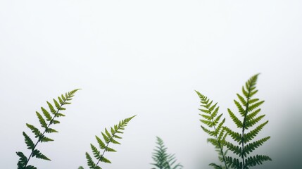 Green ferns against minimalist white background