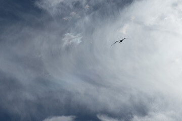  Birds in silhouette glide gracefully through a sky filled with streaky cirrus clouds, creating a peaceful and natural scene.