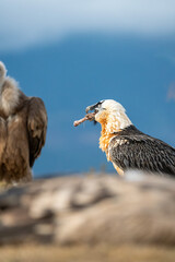 Bearded Vulture (Gypaetus barbatus) photographed in Spain