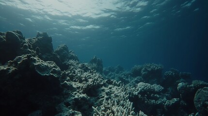 Fototapeta premium Underwater coral reef scene, ocean depth, sunlit surface