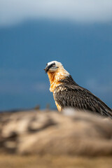 Bearded Vulture (Gypaetus barbatus) photographed in Spain