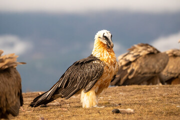 Bearded Vulture (Gypaetus barbatus) photographed in Spain