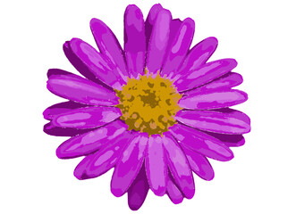 A colored vector illustration of a daisy marguerite-like flower.