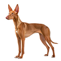 Elegant pharaoh hound isolated on a white background.