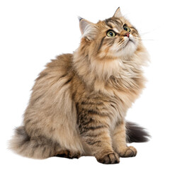 Ragamuffin cat isolated on a white background.

