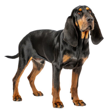 Black and tan coonhound dog isolated on a white background.

