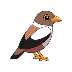 Charming African Broadbill Design