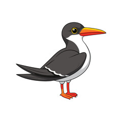  Vivid African Skimmer Bird Detailed Illustration