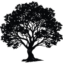 Fototapeta premium Creosote bush tree silhouette 