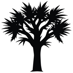 Dracaena dragon tree silhouette
