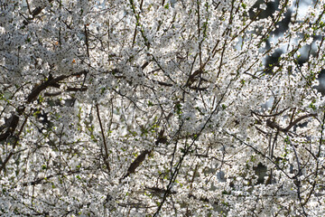 Branches of a flowering sweet cherry (Prunus ávium) with a huge number of five-petaled white flowers.