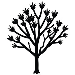 Obraz premium Ocotillo tree silhouette 