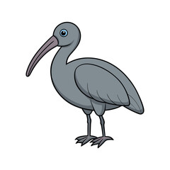  Charming Australian Ibis Bird Illustration