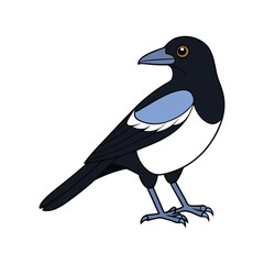  Dynamic Australian Magpie Bird Artwork