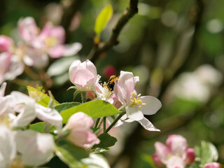 Obraz premium Apple tree blooming