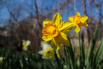 Obraz premium Beautiful yellow and white daffodils are blooming in the garden on a spring day.