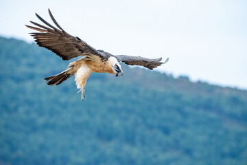 Bearded Vulture (Gypaetus barbatus) photographed in Spain