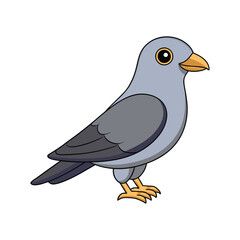  Realistic Bar-Bellied Cuckooshrike Illustration