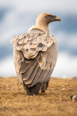 Griffon vulture (Gyps fulvus) photographed in Spain