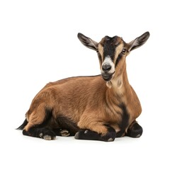 Fototapeta premium A peaceful Javan goat sitting serenely on a white background, perfect for Eid Adha themes, spiritual designs, or animal-related faith imagery