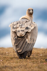 Griffon vulture (Gyps fulvus) photographed in Spain