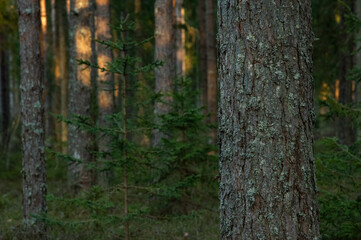 Fototapeta premium sunset in a pine forest