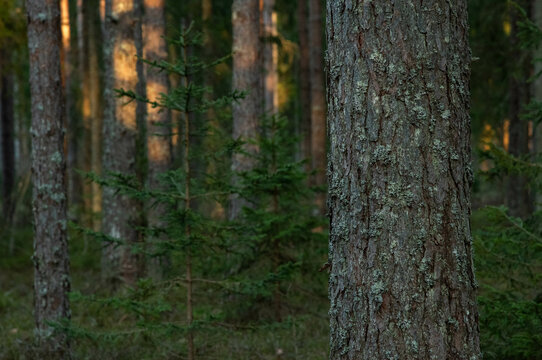 sunset in a pine forest