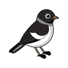  Vibrant Black-banded Flycatcher Bird Detailed Illustration