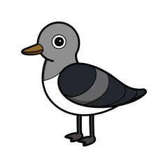  Stunning Black-Bellied Plover Representation