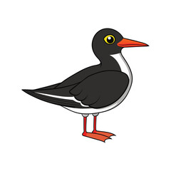 Fototapeta premium Detailed Black Skimmer Depiction