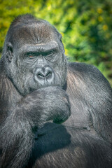 Close-up of a Gorilla with its Hand in front of its Face