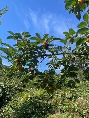 Persimmons growing on a tree under blue sky