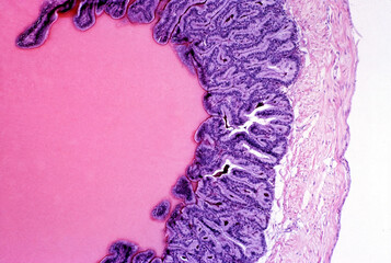 Coagulating gland