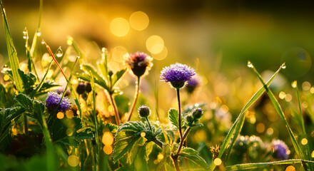 dew-covered wildflowers in a lush green meadow at sunrise