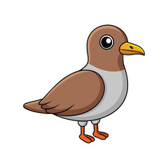  Realistic Brown-headed Gull Bird Illustration