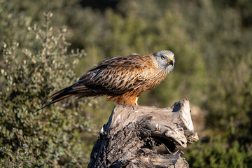 Red kite (Milvus milvus) photographed in Spain