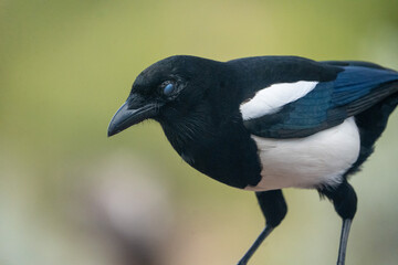 Common Magpie (Pica pica) photographed in Spain
