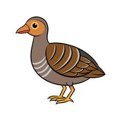  Stunning Buff-Banded Rail Bird Representation