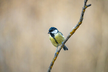 Great tit (Parus major) photographed in Spain