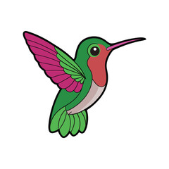  Calliope Hummingbird Bird Illustration