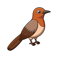  Vivid Cape Sugarbird Bird Design