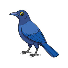  Realistic Carib Grackle Bird Illustration