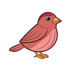  Beautiful Cassin's Finch Bird Artwork