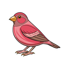  Vivid Cassin's Finch Bird Illustration