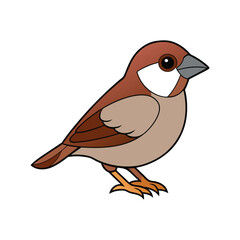  Elegant Cassin's Sparrow Bird Vector