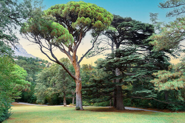 A tree with a trunk that is bent and has a few branches