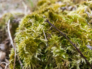 A close up of a moss covered rock in the woods