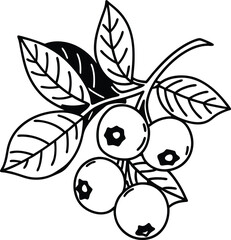 black olives vector illustration