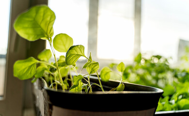 Tomato seedlings on the windowsill